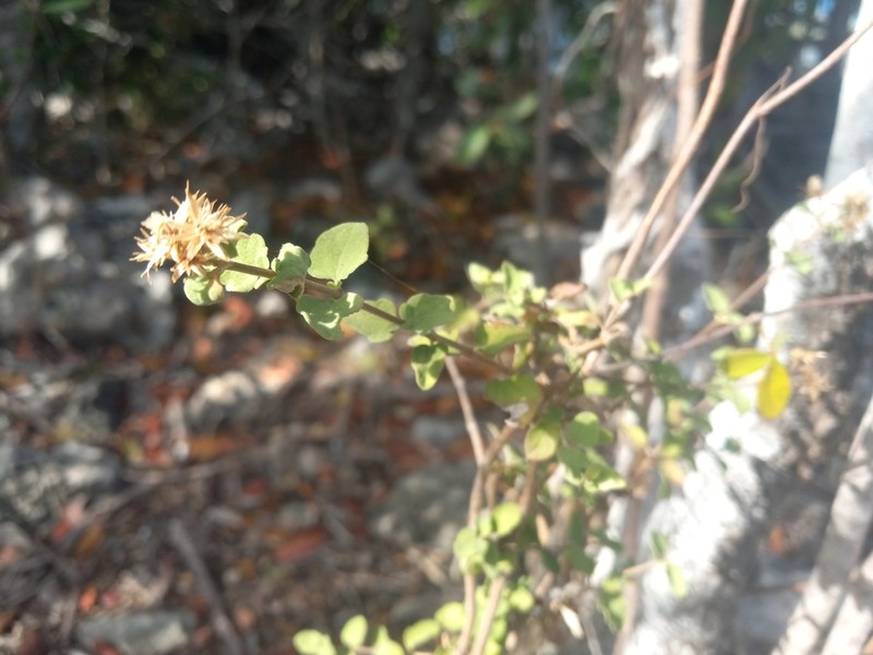 Wavyleaf Thoroughwort photo 5