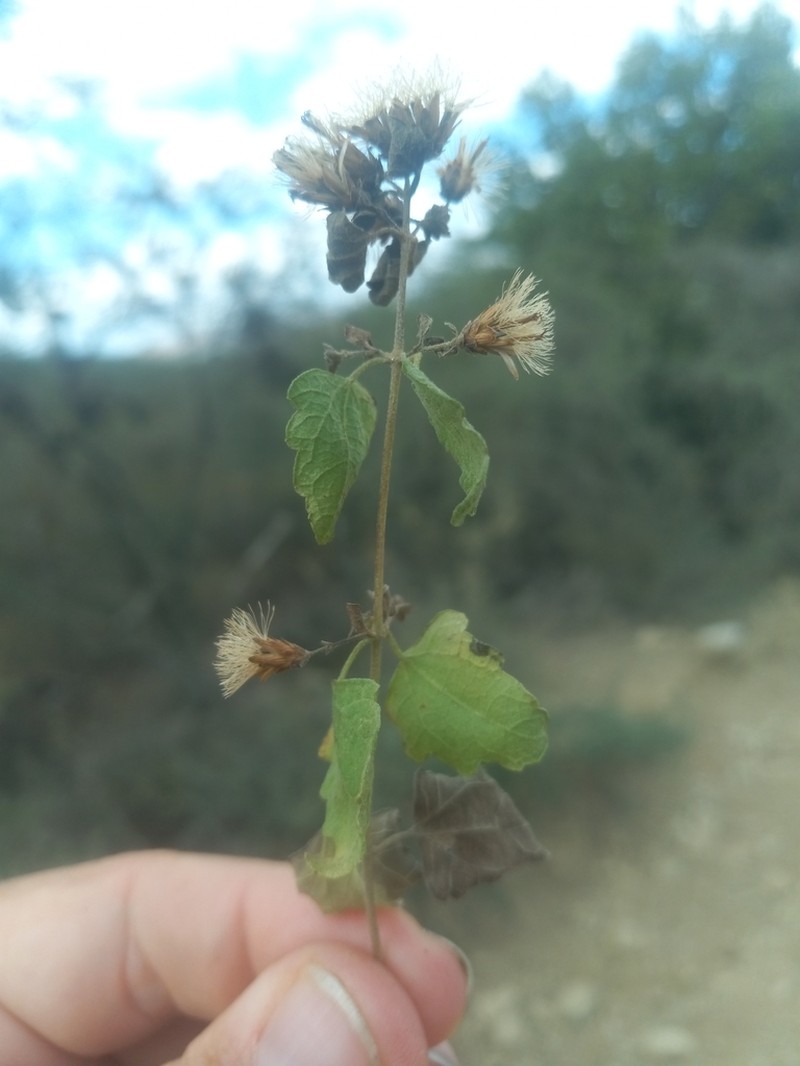 Wavyleaf Thoroughwort photo 6