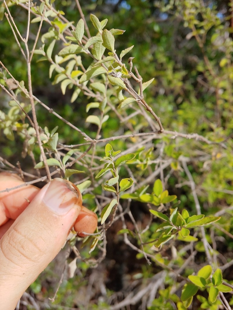 Wavyleaf Thoroughwort photo 7