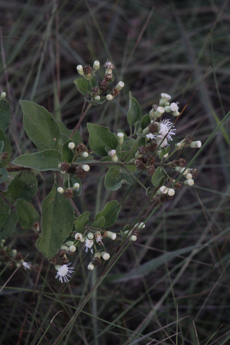 Chromolaena squalida