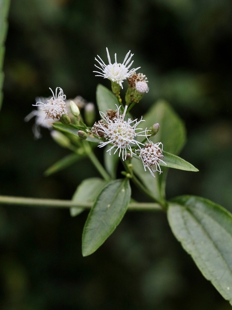 Chromolaena squalida photo 2