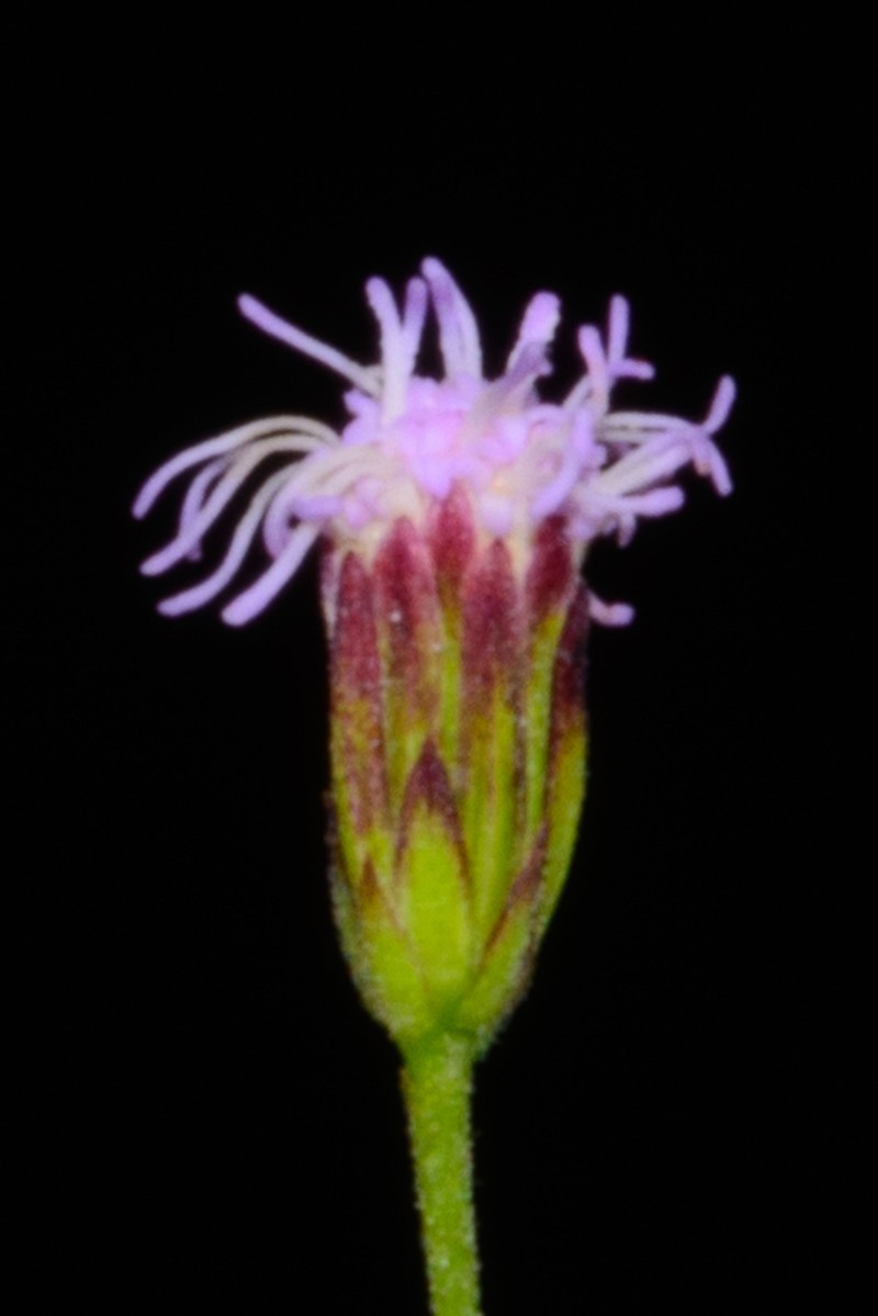 Chromolaena squalida photo 3