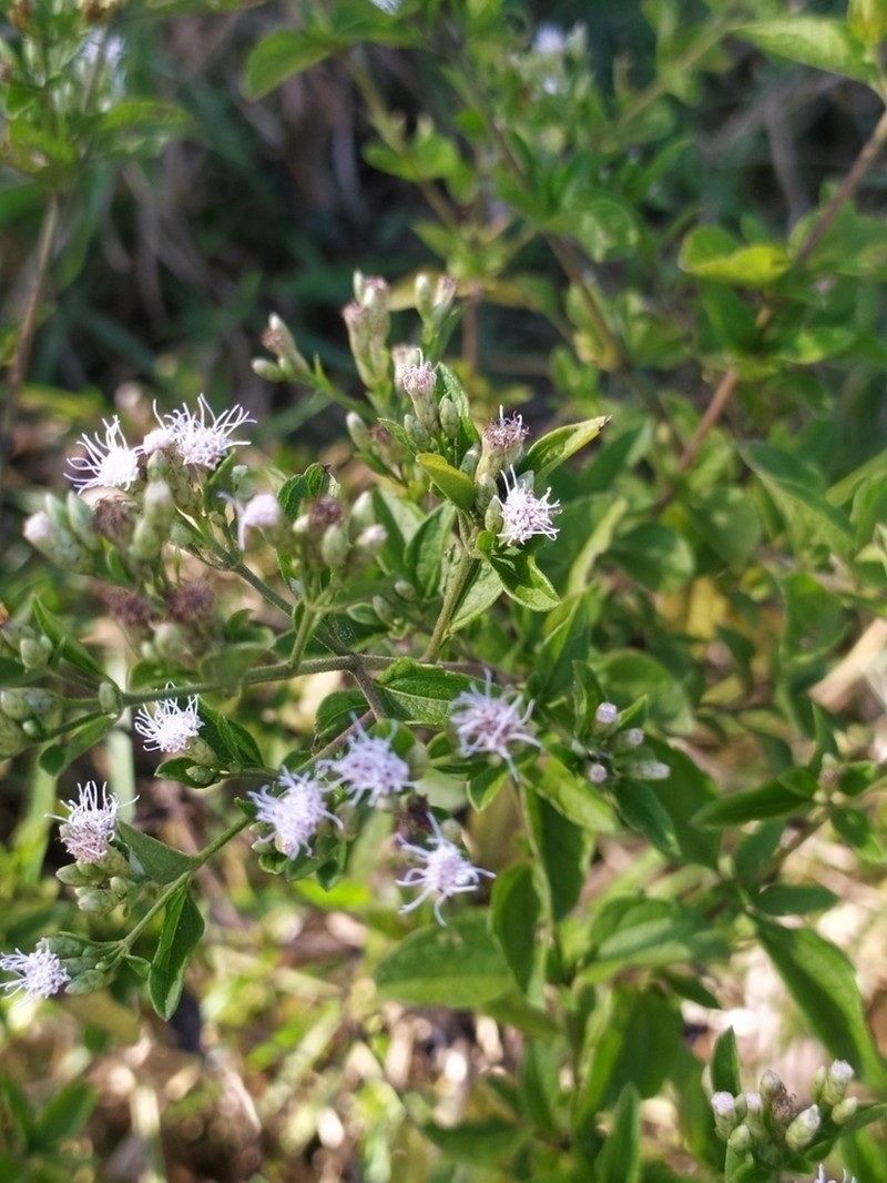 Chromolaena squalida photo 4
