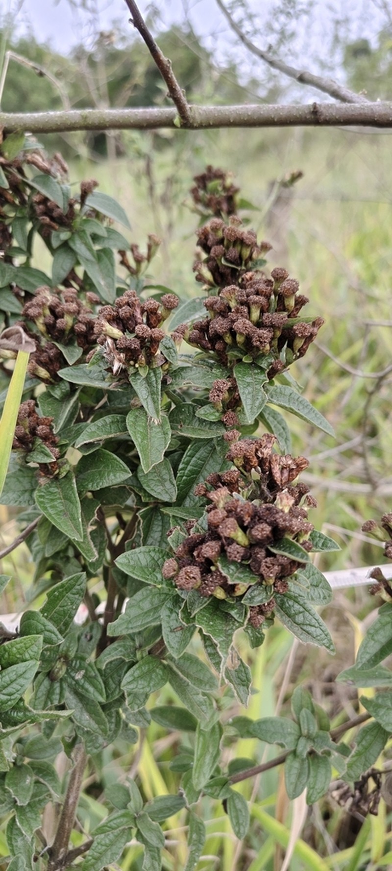 Chromolaena squalida photo 5