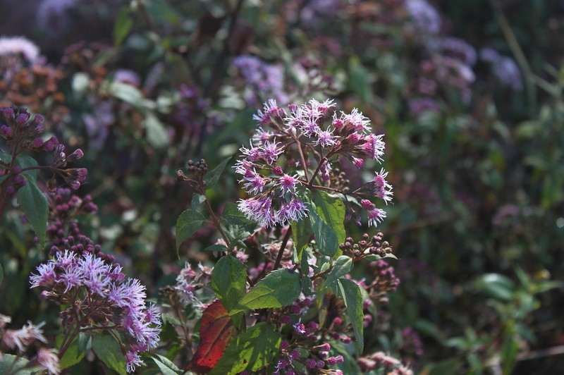 Chromolaena squalida photo 6