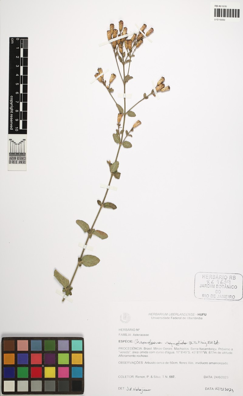 Chromolaena squalida photo 7