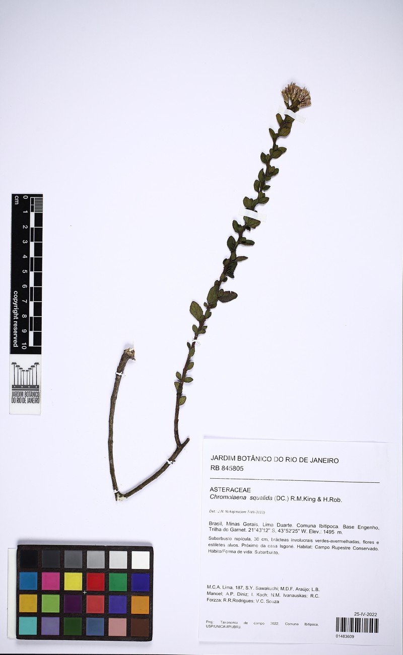 Chromolaena squalida photo 8
