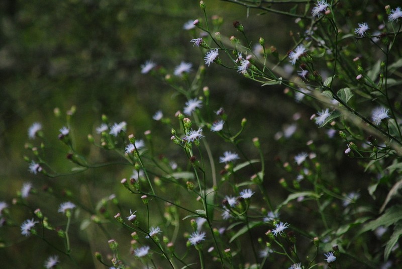 Chromolaena squarrosoramosa