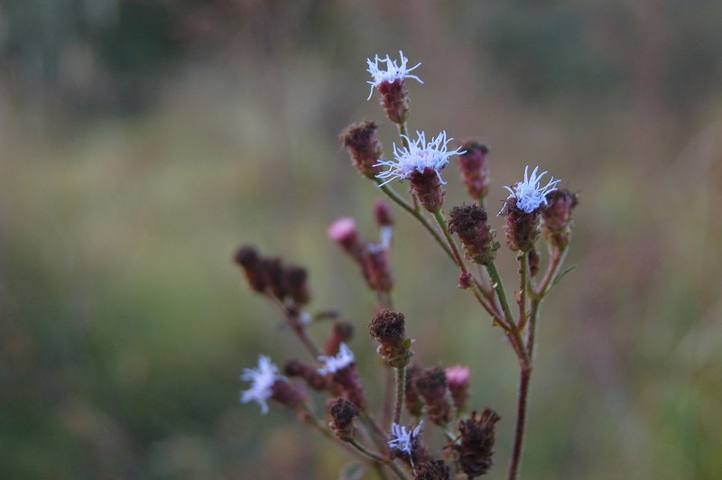 Chromolaena squarrosoramosa photo 2