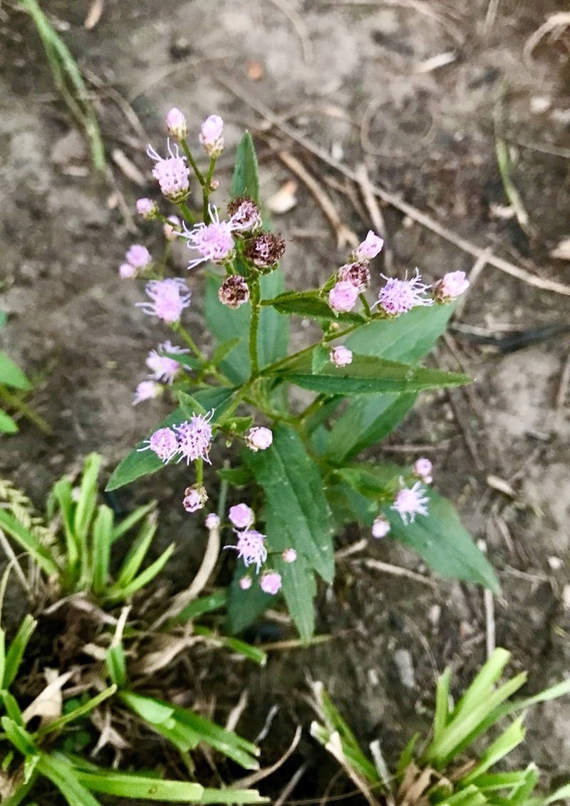 Chromolaena squarrosoramosa photo 3