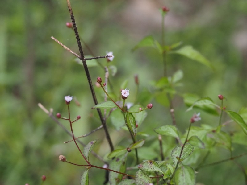 Chromolaena squarrosoramosa photo 5