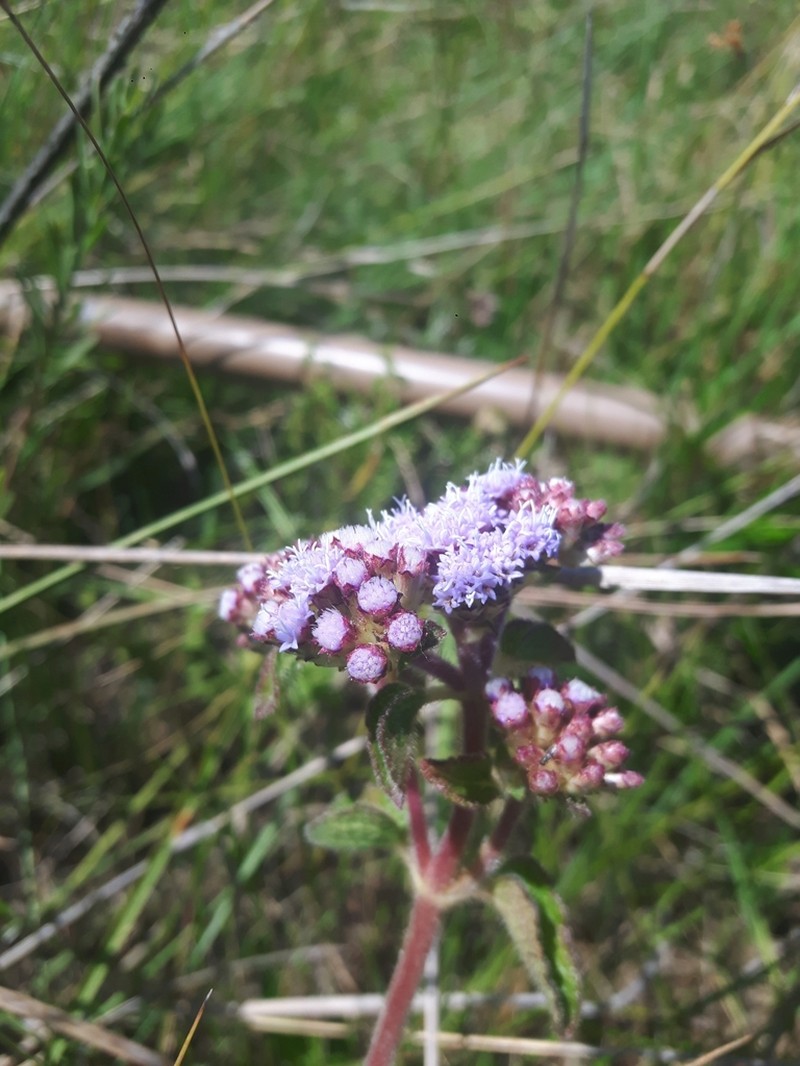 Chromolaena squarrulosa