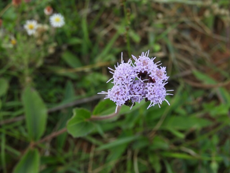 Chromolaena squarrulosa photo 2