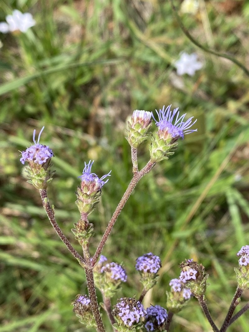 Chromolaena squarrulosa photo 3