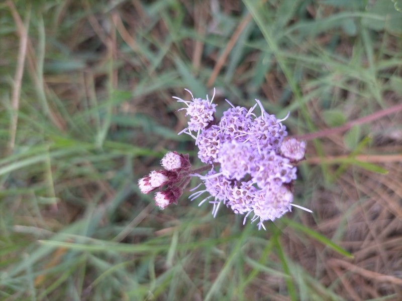 Chromolaena squarrulosa photo 4