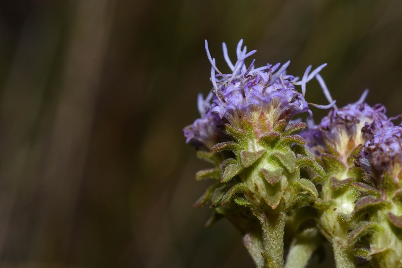 Chromolaena squarrulosa photo 5