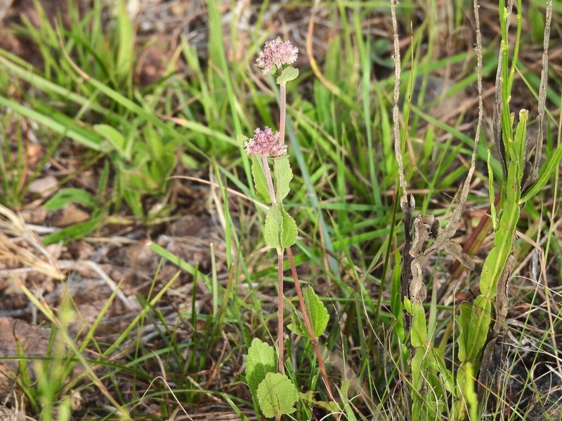Chromolaena squarrulosa photo 6