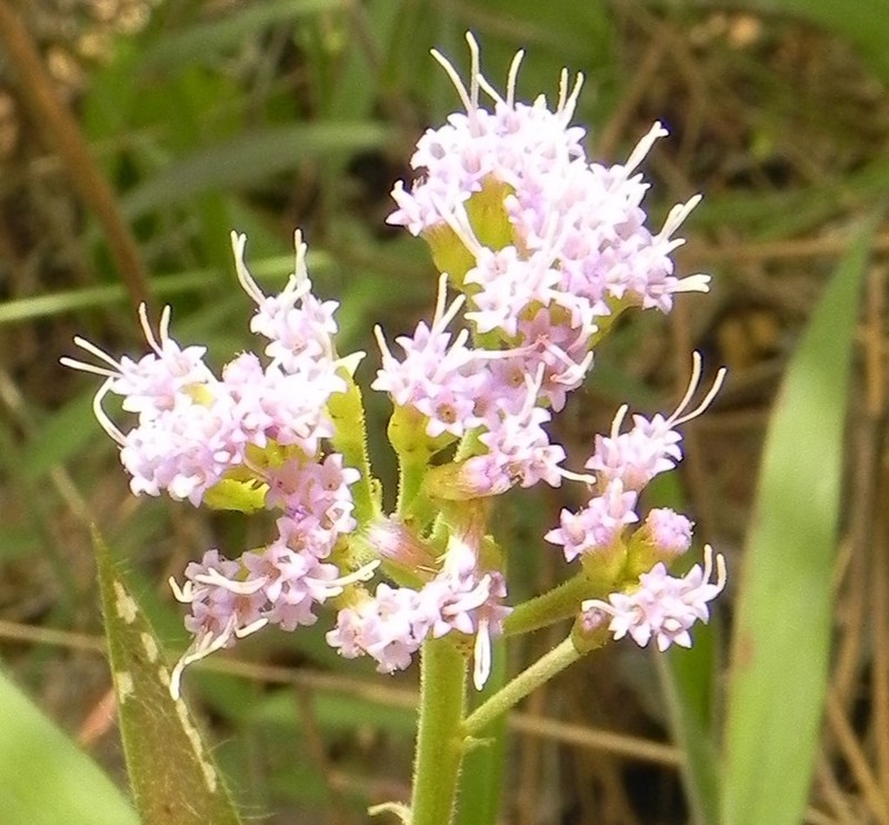 Chromolaena stachyophylla