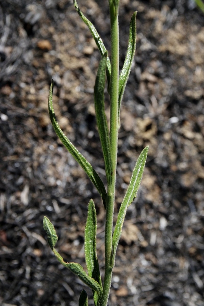 Chromolaena stachyophylla photo 2