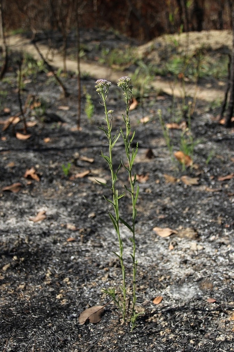 Chromolaena stachyophylla photo 3