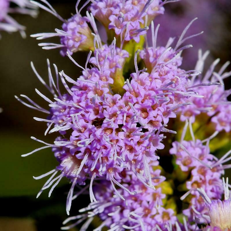 Chromolaena stachyophylla photo 4