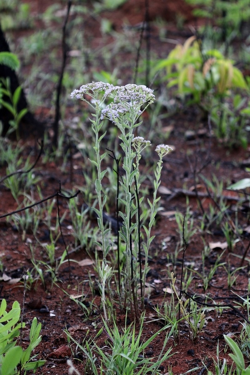 Chromolaena stachyophylla photo 5