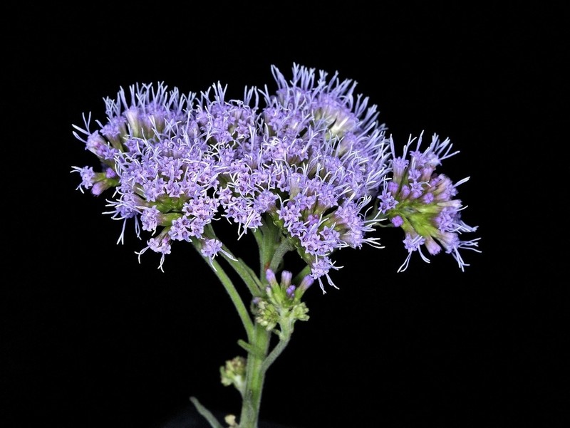 Chromolaena stachyophylla photo 6