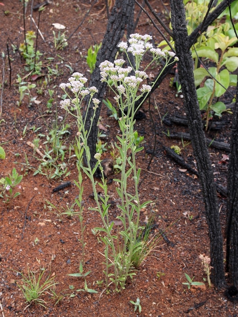 Chromolaena stachyophylla photo 7