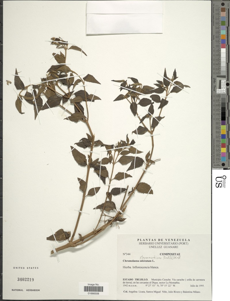 Chromolaena steyermarkiana