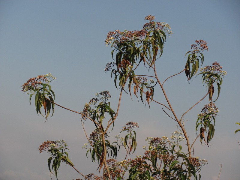 Chromolaena subscandens
