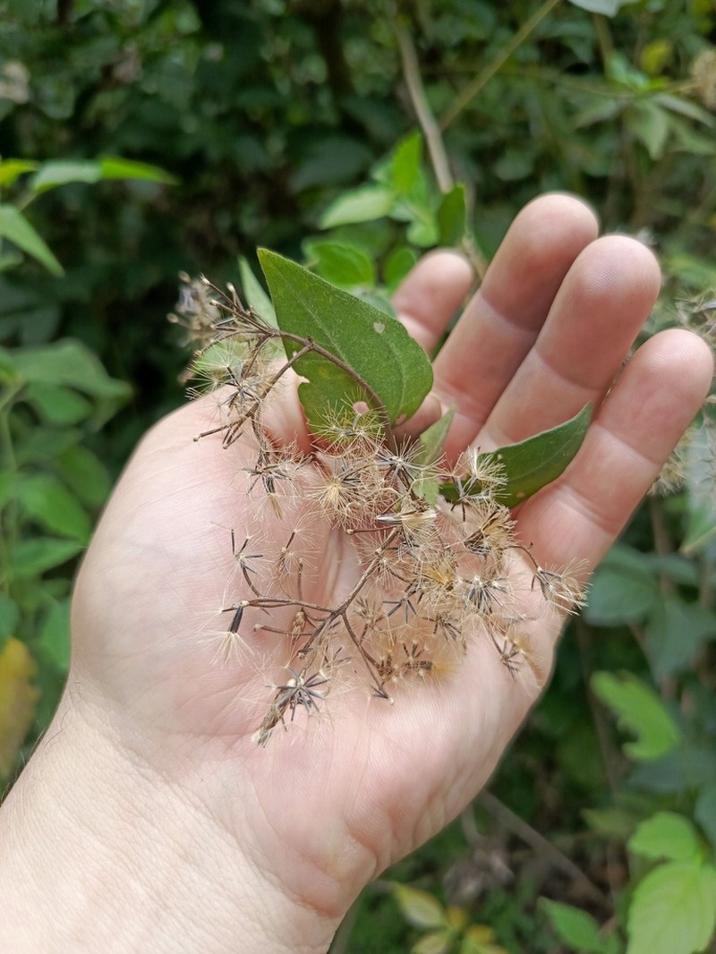 Chromolaena subscandens photo 2