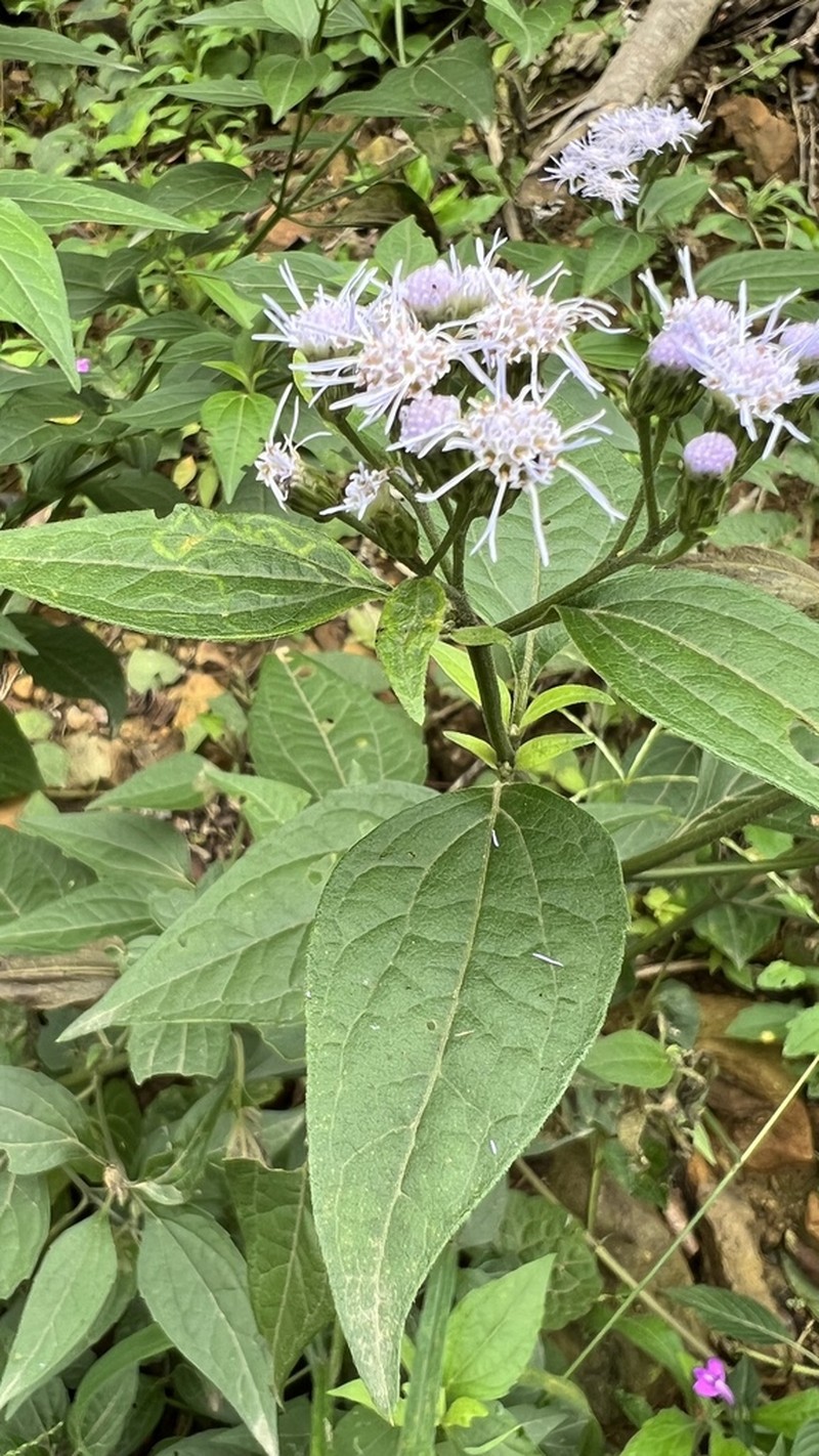 Chromolaena subscandens photo 3