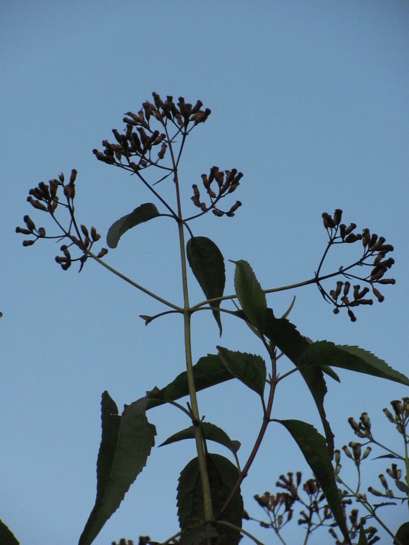Chromolaena subscandens photo 4