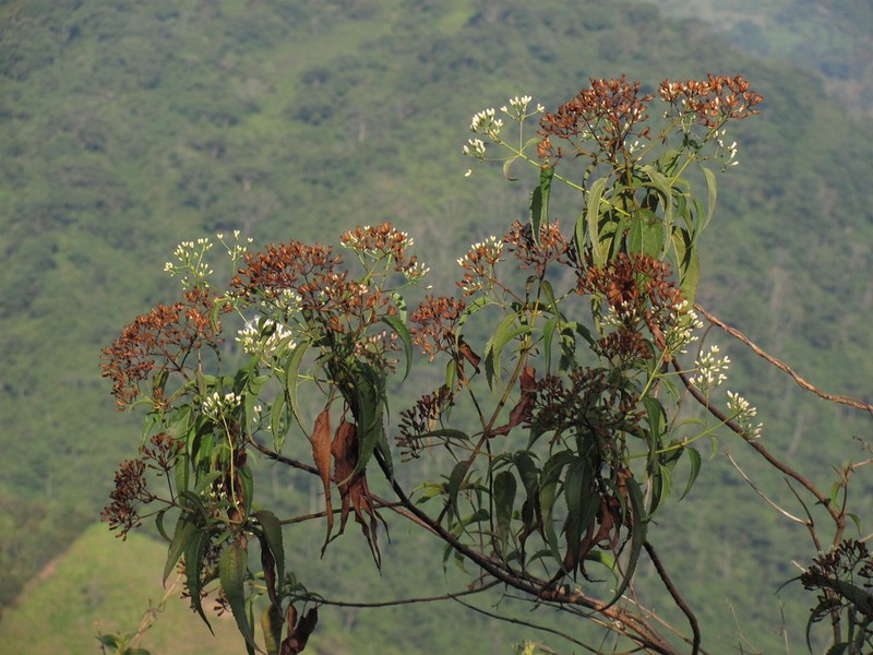 Chromolaena subscandens photo 5