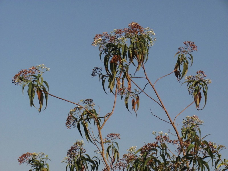 Chromolaena subscandens photo 6