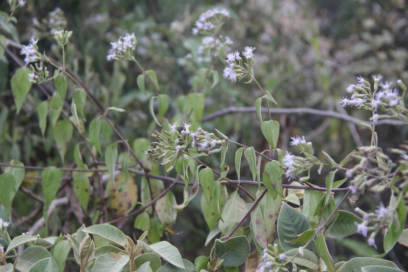 Chromolaena subscandens photo 7