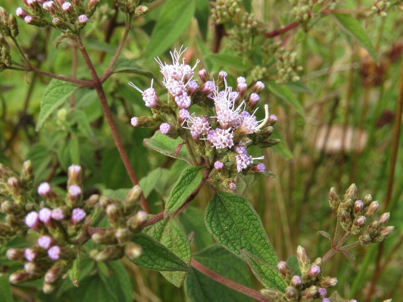 Chromolaena tacotana