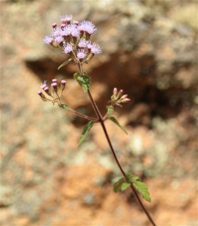 Chromolaena tacotana photo 2