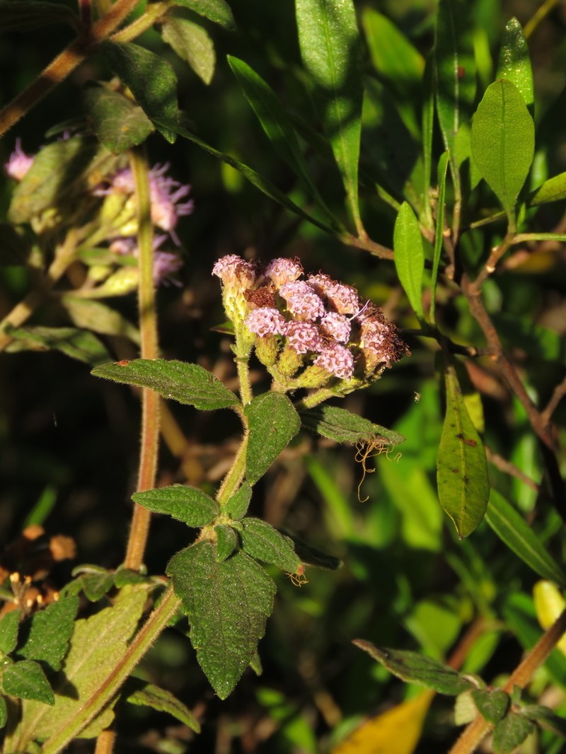 Chromolaena tacotana photo 3