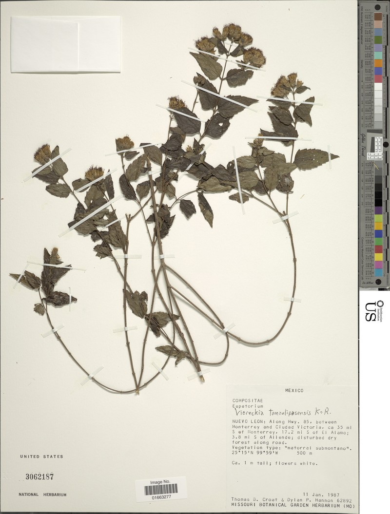 Chromolaena tamaulipasensis