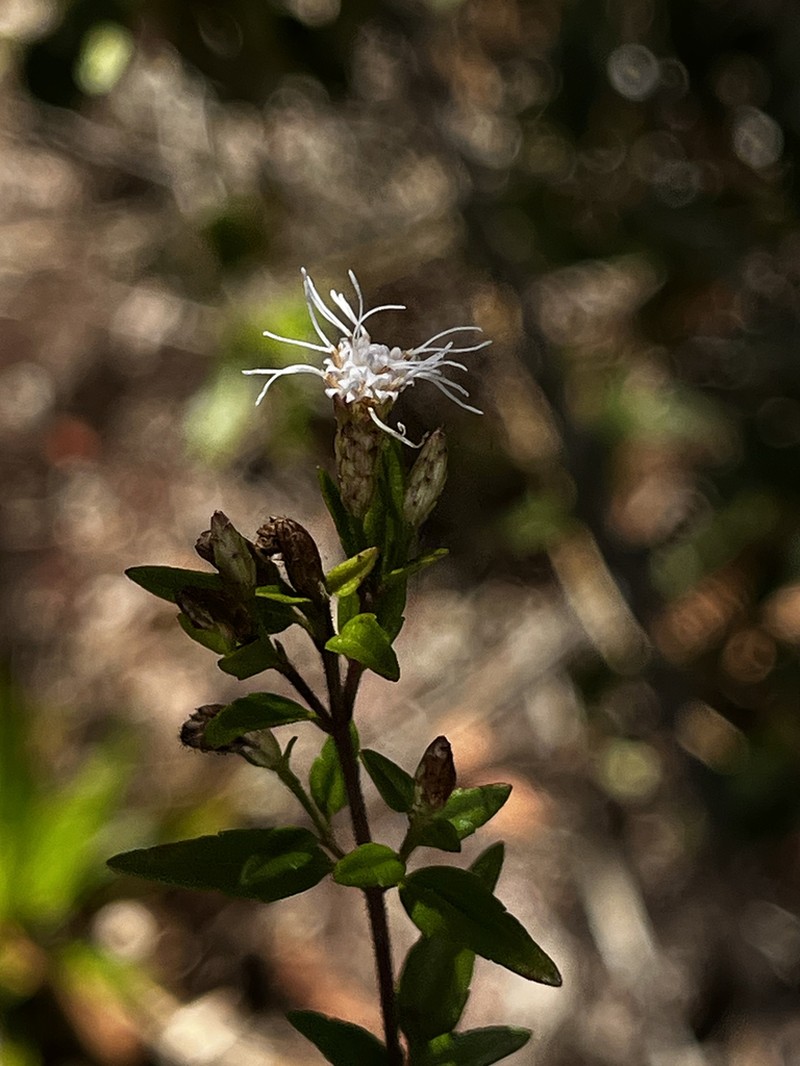 Chromolaena tecta