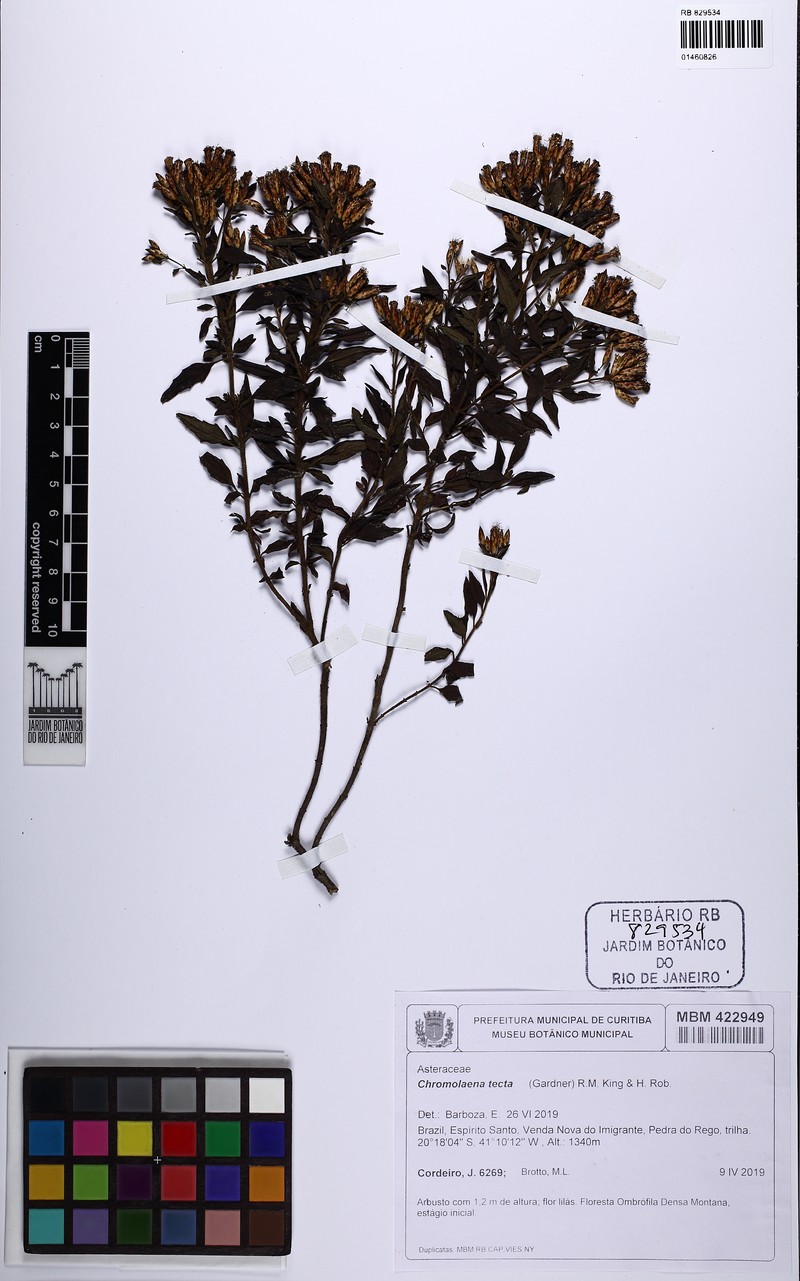 Chromolaena tecta photo 2