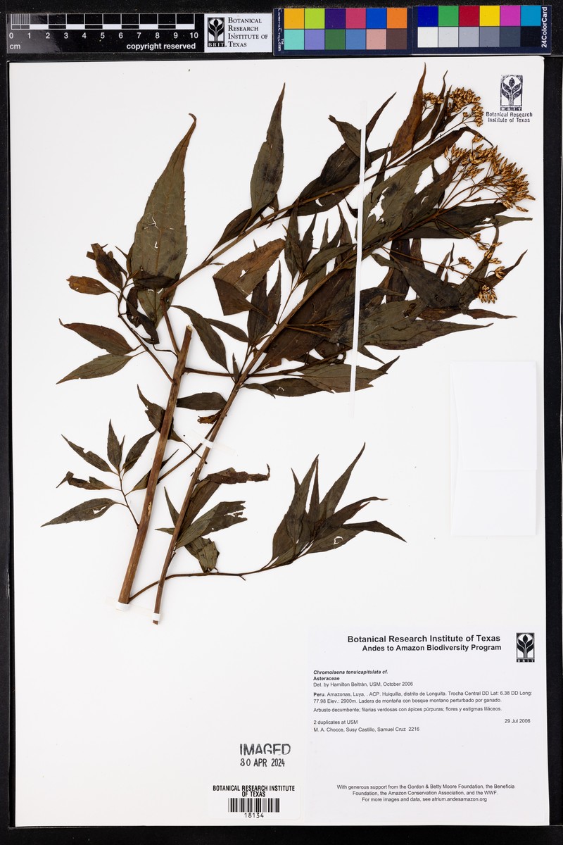Chromolaena tenuicapitulata