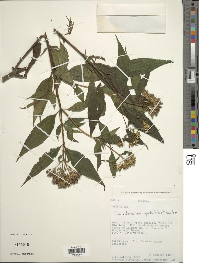 Chromolaena tenuicapitulata photo 2