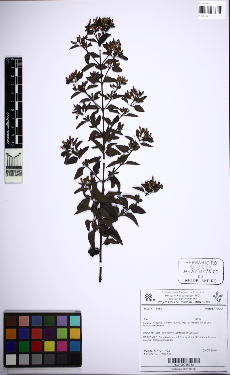 Chromolaena thurnii