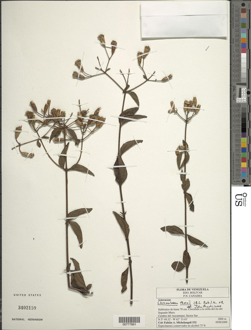 Chromolaena thurnii photo 2