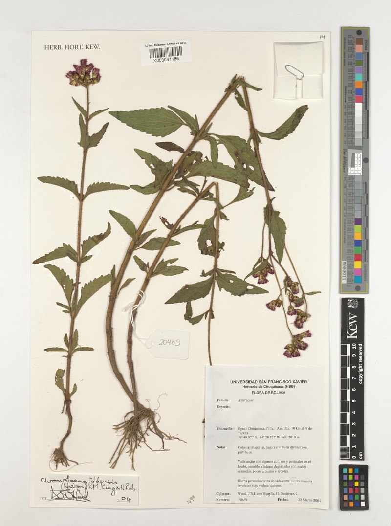 Chromolaena toldensis