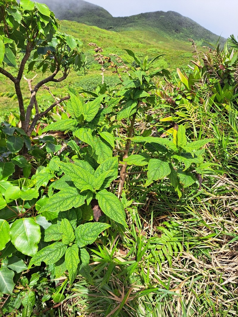 Chromolaena trigonocarpa