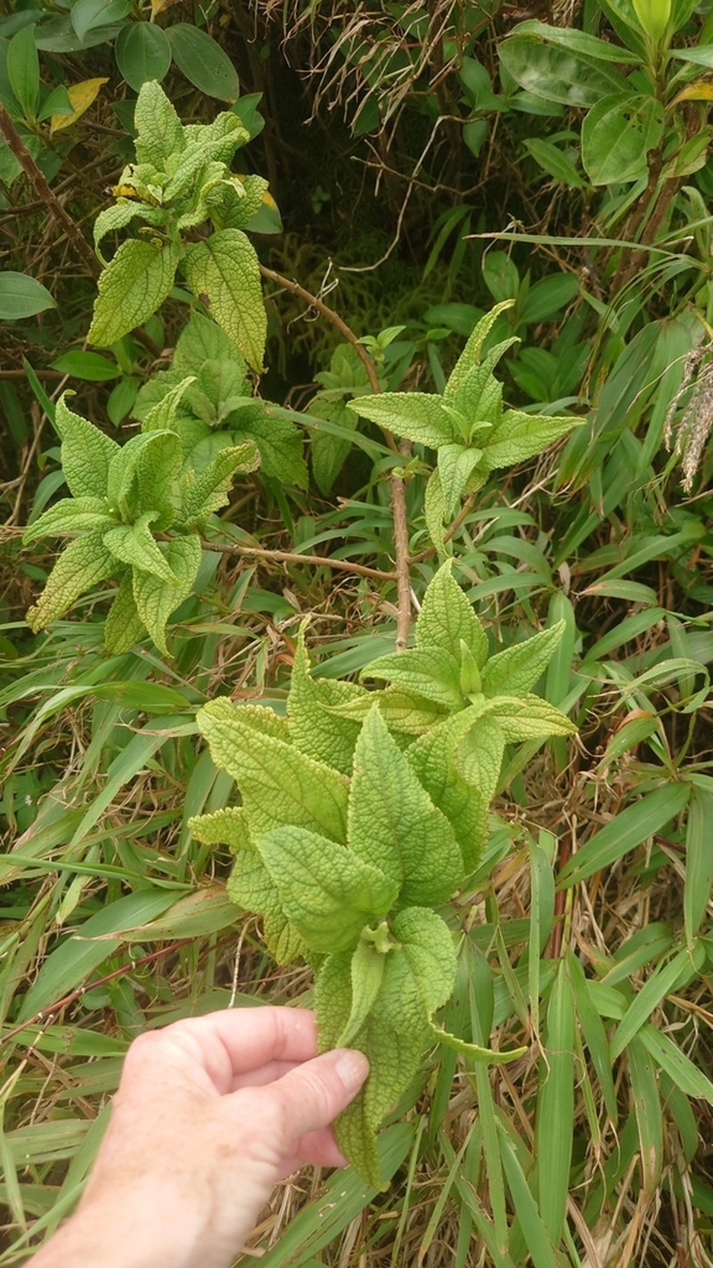 Chromolaena trigonocarpa photo 2
