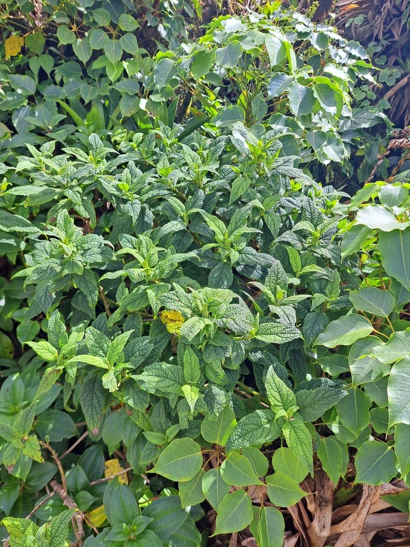 Chromolaena trigonocarpa photo 3